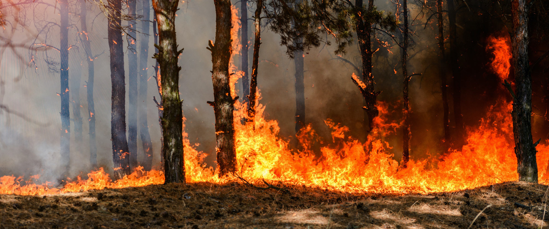 Wildfires and Droughts: Understanding the Impact of Natural Disasters