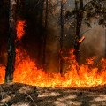 Wildfires and Droughts: Understanding the Impact of Natural Disasters