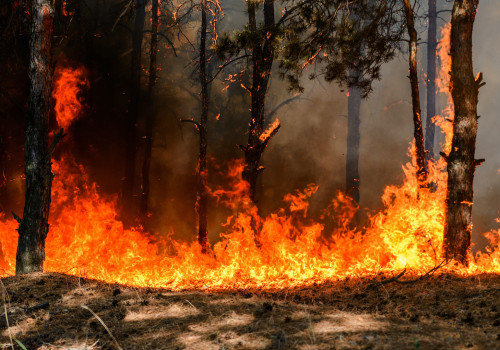 Wildfires and Droughts: Understanding the Impact of Natural Disasters